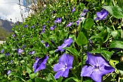 77 Fiori di pervinca